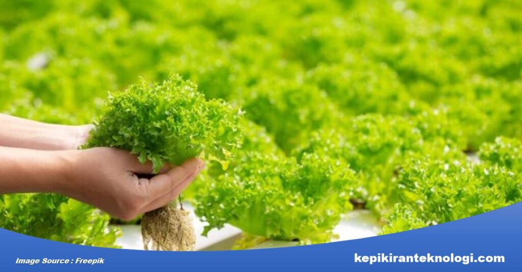 Cara Mudah Memulai Pertanian Hidroponik di Rumah untuk Mendukung Produksi Pangan Berkelanjutan