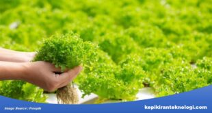 Cara Mudah Memulai Pertanian Hidroponik di Rumah untuk Mendukung Produksi Pangan Berkelanjutan